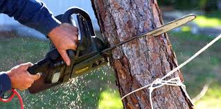 Best Emergency Tree Removal  in Palm Beach, FL
