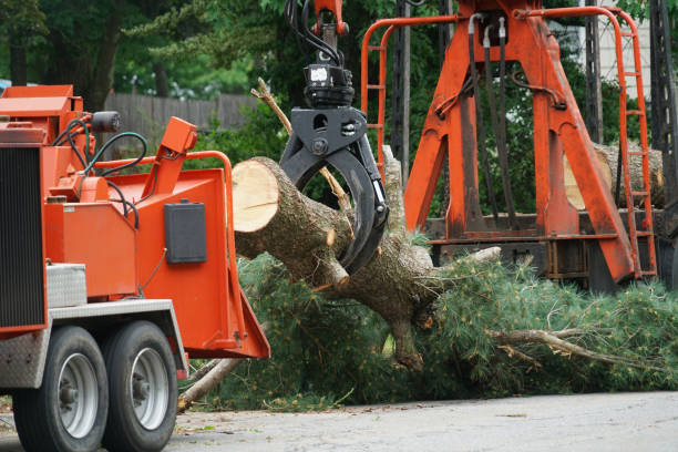 Professional Tree Removal in Palm Beach, FL