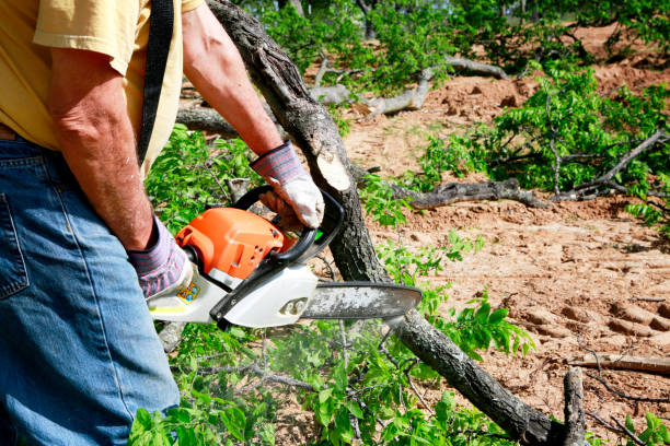 How Our Tree Care Process Works  in  Palm Beach, FL